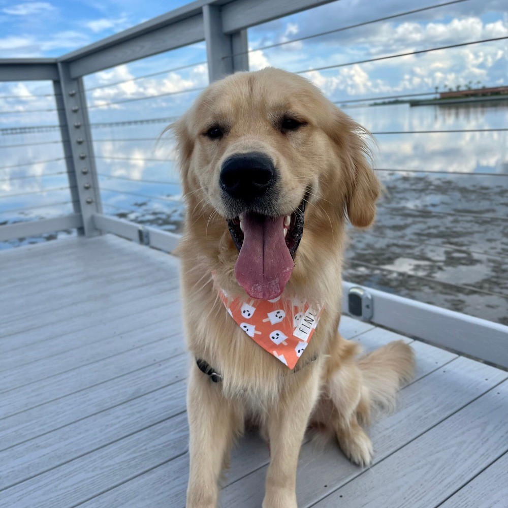 Personalized Halloween Dog Bandana with Name Fall Pumpkin Dog Bandana New Puppy Gift