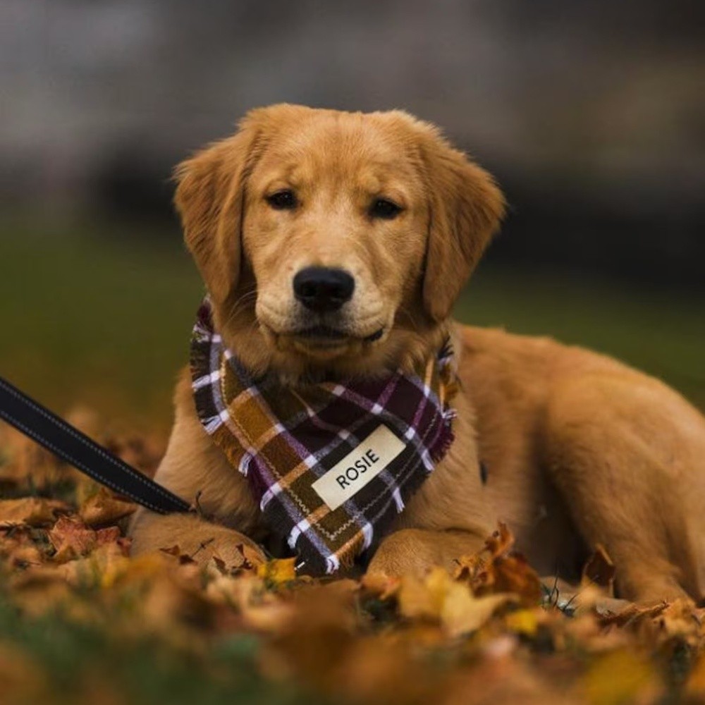 Personalized Fall Dog Bandana with Name Autumn Dog Bandana New Puppy Gift